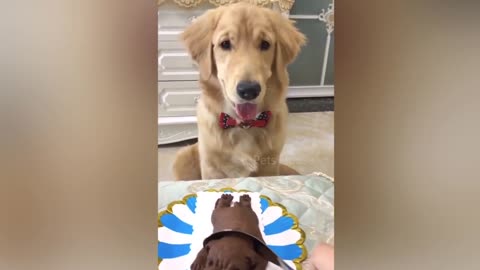 Dog Reaction to Cutting Cake 🤣 - Funny Dog Cake Reaction Compilation | Pets House