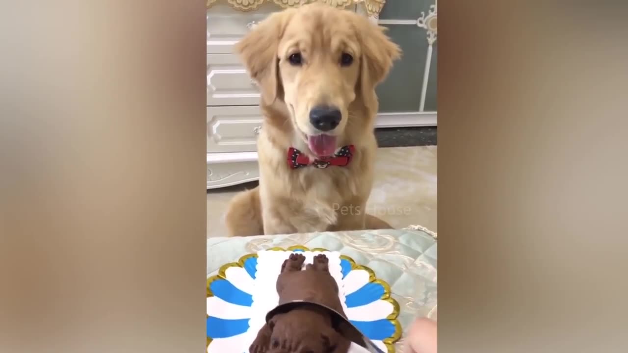 Dog Reaction to Cutting Cake 🤣 - Funny Dog Cake Reaction Compilation | Pets House