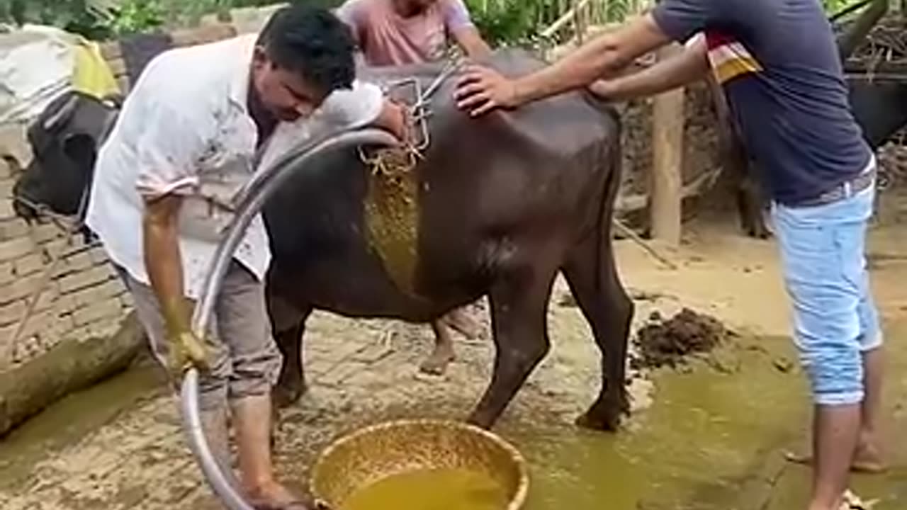 Treatment Cow