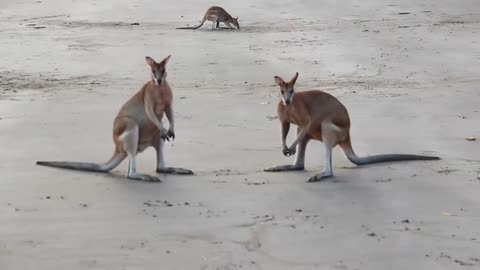 Wallaby fight on the beach of cape Hillsborough