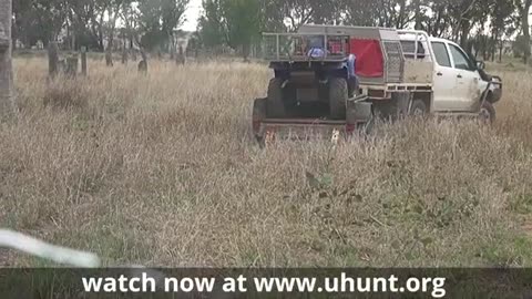 Hunting pig in australia