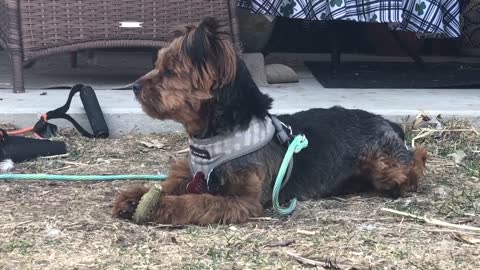 Yorkie (Frankie) Eats His Greenie