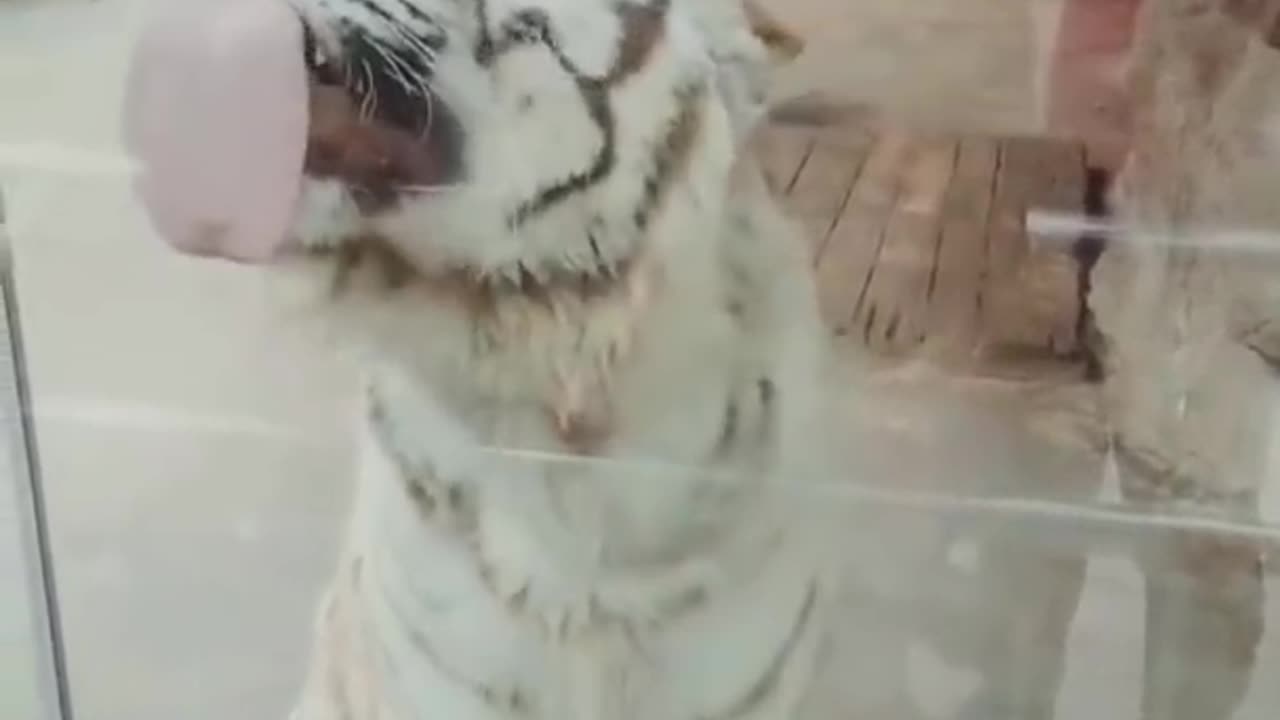 Best funny animal videos 2023