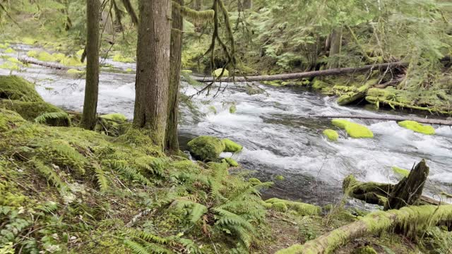 Hiking Through Absolutely Epic Classic Old Growth Forest – McKenzie River – Tamolitch Blue Pool – 4K