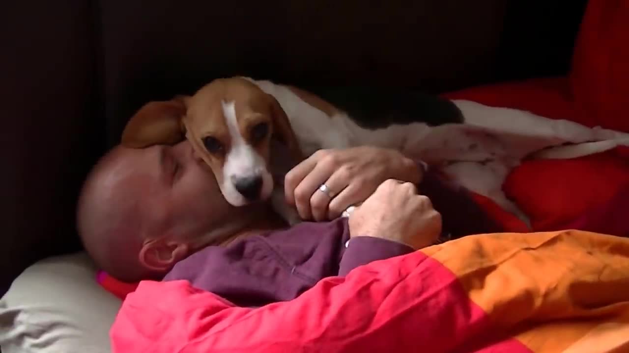 Beagle seeing daddy after 3 months, why to get a beagle