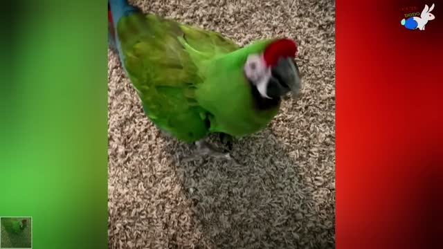 Socially Awkward Bird Acts Just Like A Person