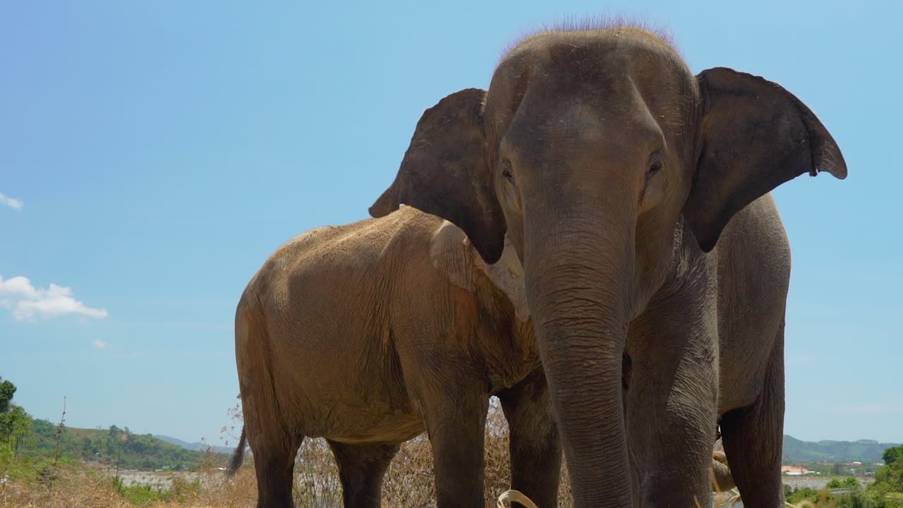 "Dining with Giants: A Macro View of Elephants' Delectable Feeding Rituals"