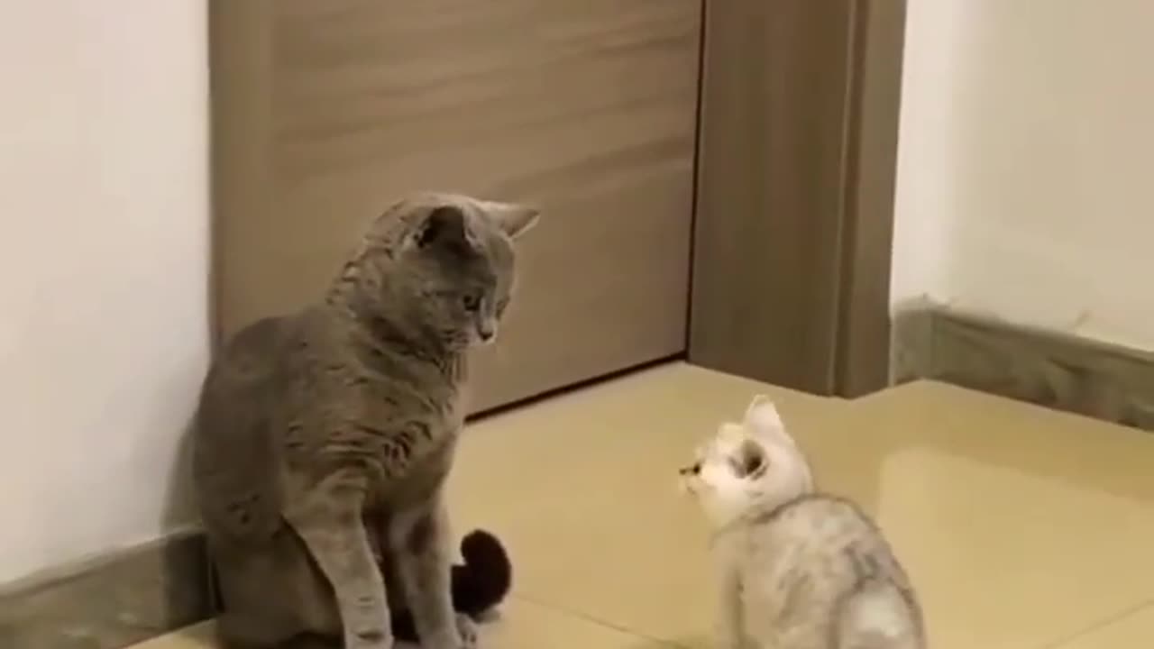 Move Out #shorts #viral #shortsvideo #video