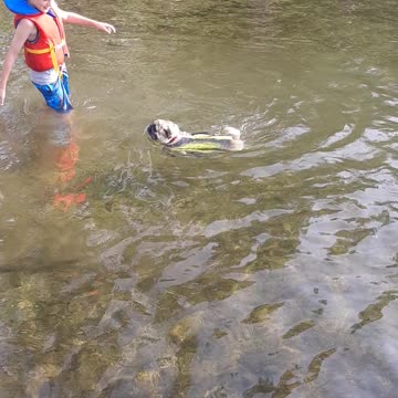 My pug loves swimming