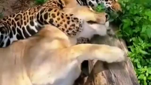 Jaguar and lion playing |Keluarga Bin4l part 24|