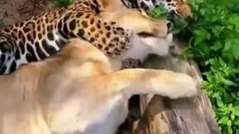 Jaguar and lion playing |Keluarga Bin4l part 24|