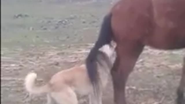 Horse Kick vs The Dog Sad End // Funny Animals