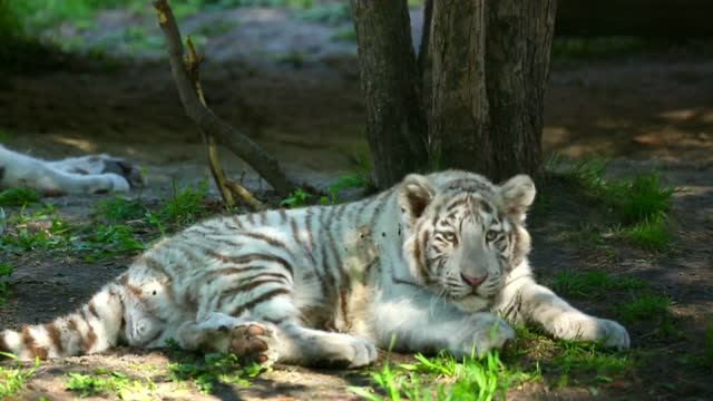 White Tiger And Her Cub Laying On The Grass