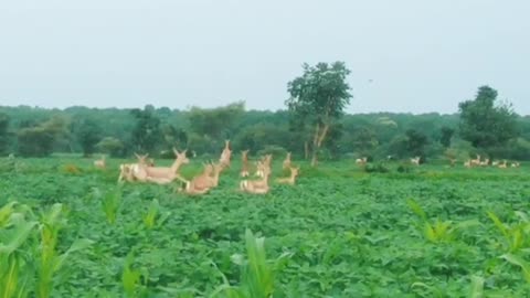 Deers in nature