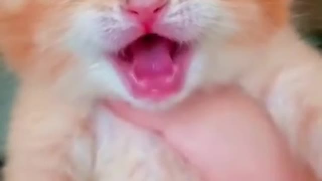 Cat crying😭