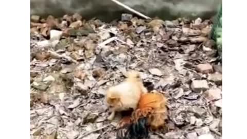 crazy dog and chicken fight