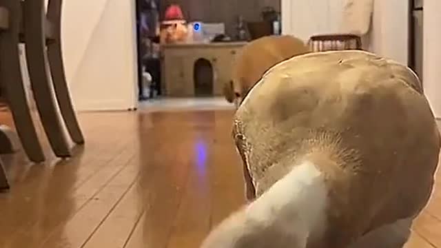 Duck: Someone is going to steal my food.