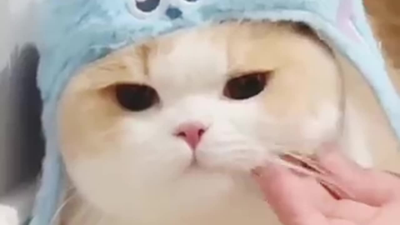 cute cat reaction is very good video how to react a cat cute cat