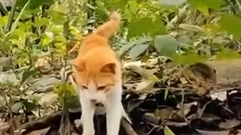 funny cat