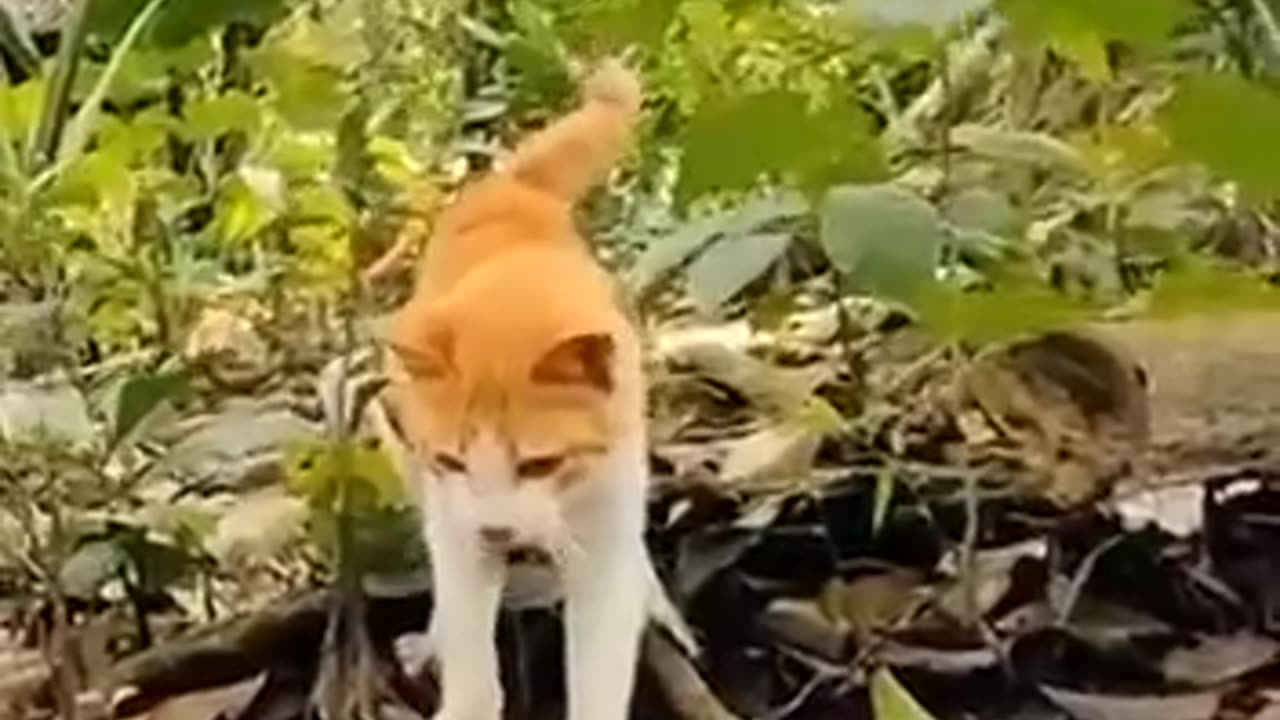 funny cat