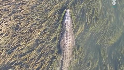 Largest crocodile