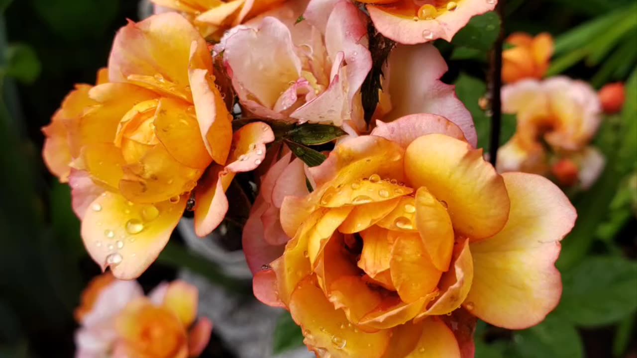 Butterfly Bushes and Roses