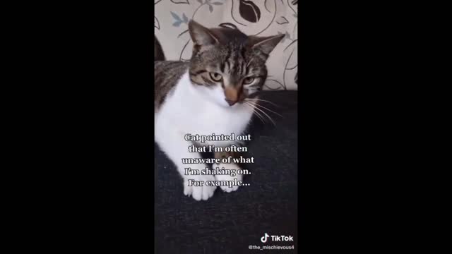 try not to laugh at these pet videos