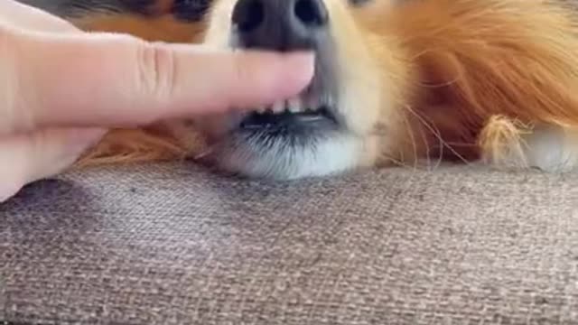 Boooooop ❤️ - Cute Dog 🐶 - Funny Dogs Videos 2021 😂 #shorts
