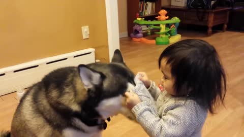 Baby Loves Siberian Husky Dog!