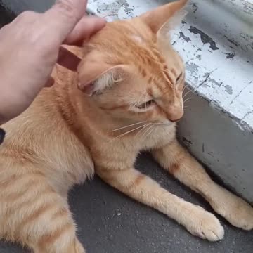 BEST FUNNIEST MOMENT CAT😆😆😆