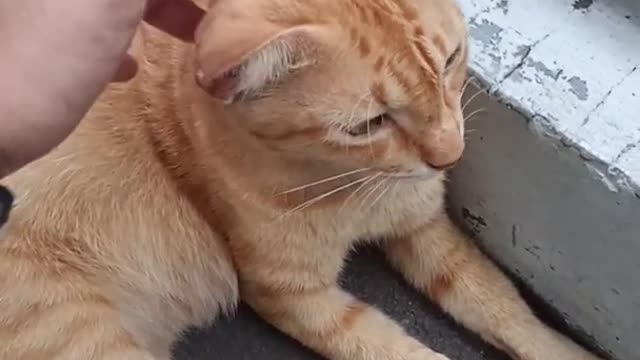 BEST FUNNIEST MOMENT CAT😆😆😆