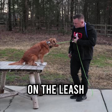 How to Get Your Dog to Stop Planting