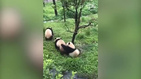 panda