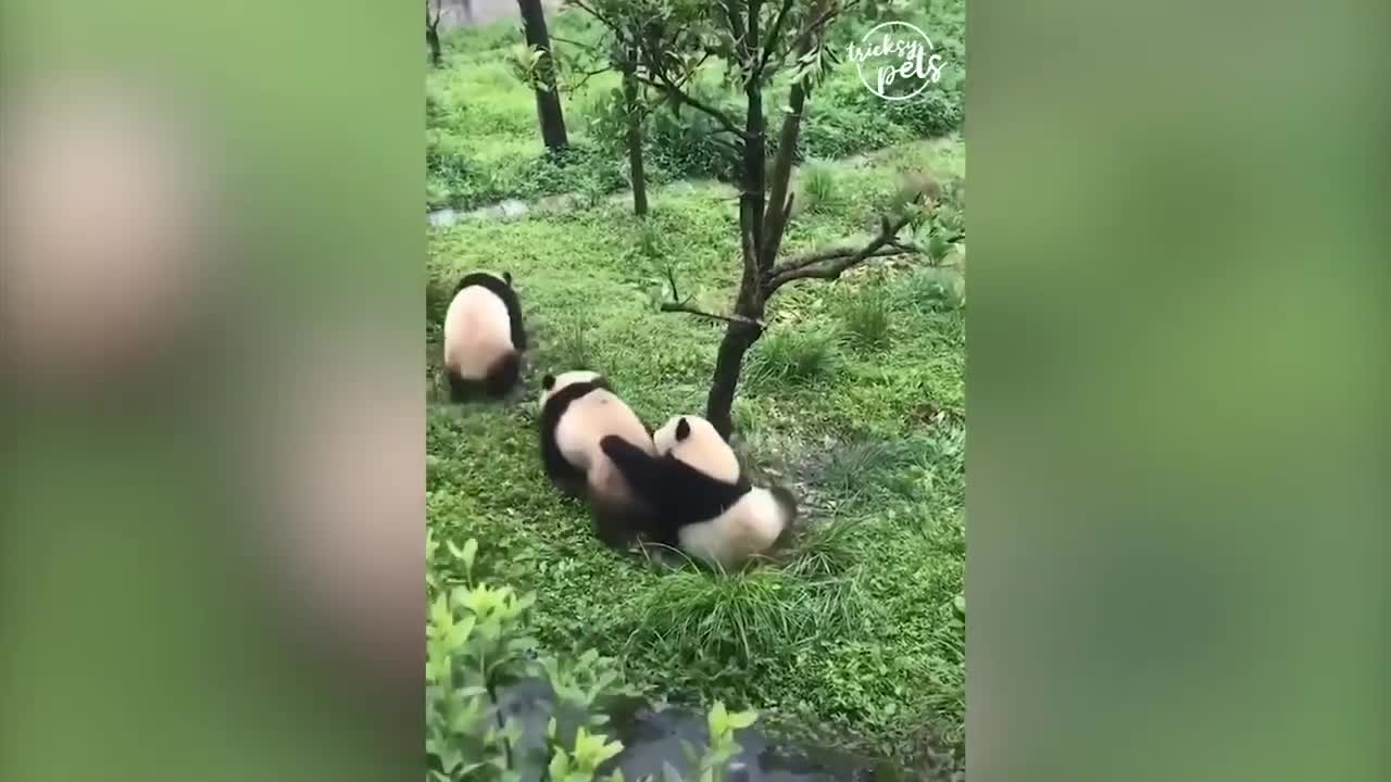 panda
