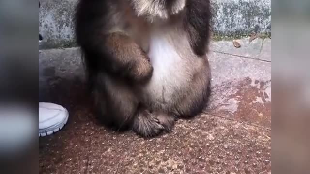 What a cute one-armed monkey