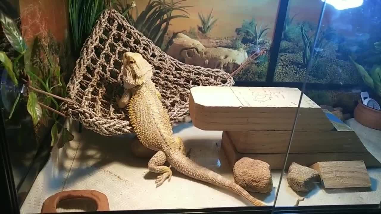 Bearded Dragon Relax | Cute Animal/Pet/lizard