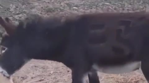 Funny donkey