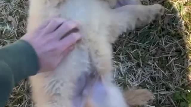 Belly Rubs to Cute Retriever Puppy...............He is Enjoying it😍😂🐶