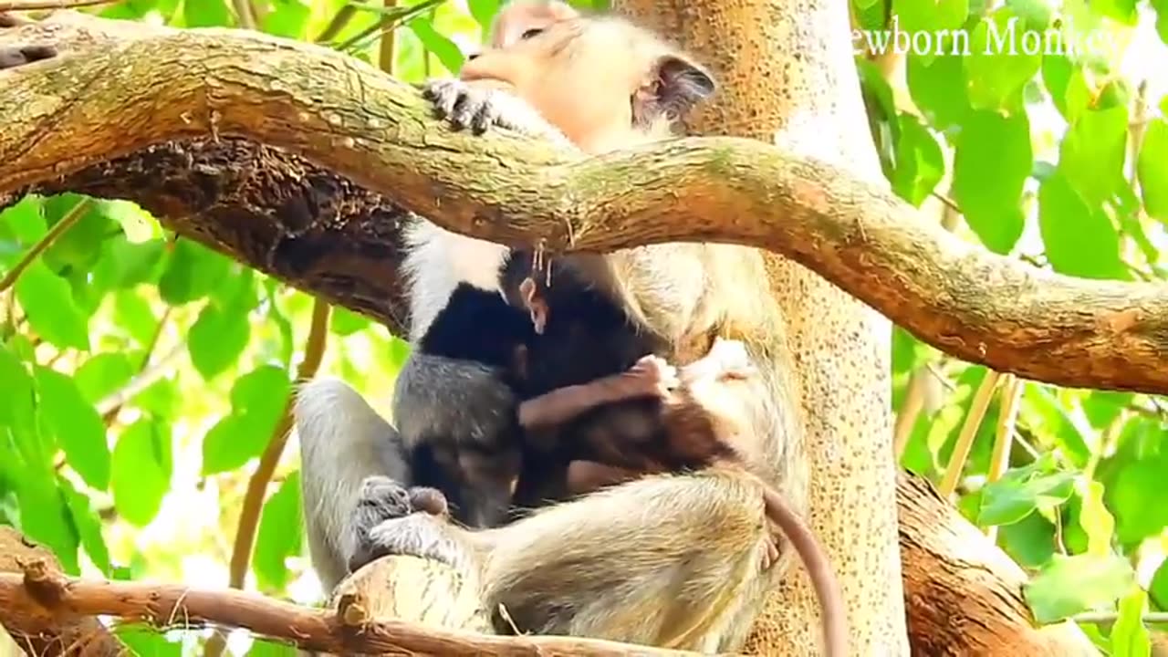 Eagle Attacks Fox In The Wild