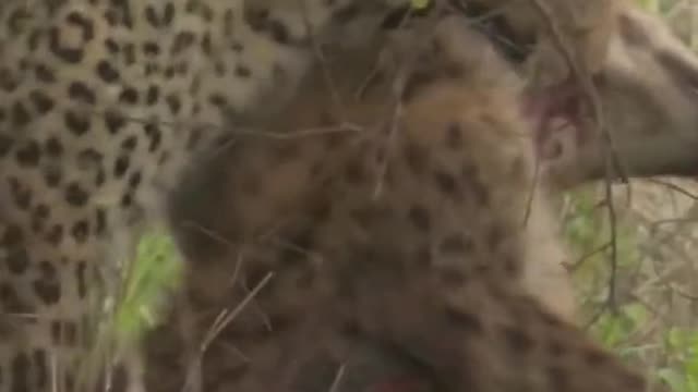 Animals leopard hyena