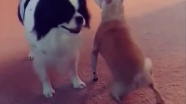 Funny Dogs and other Animals