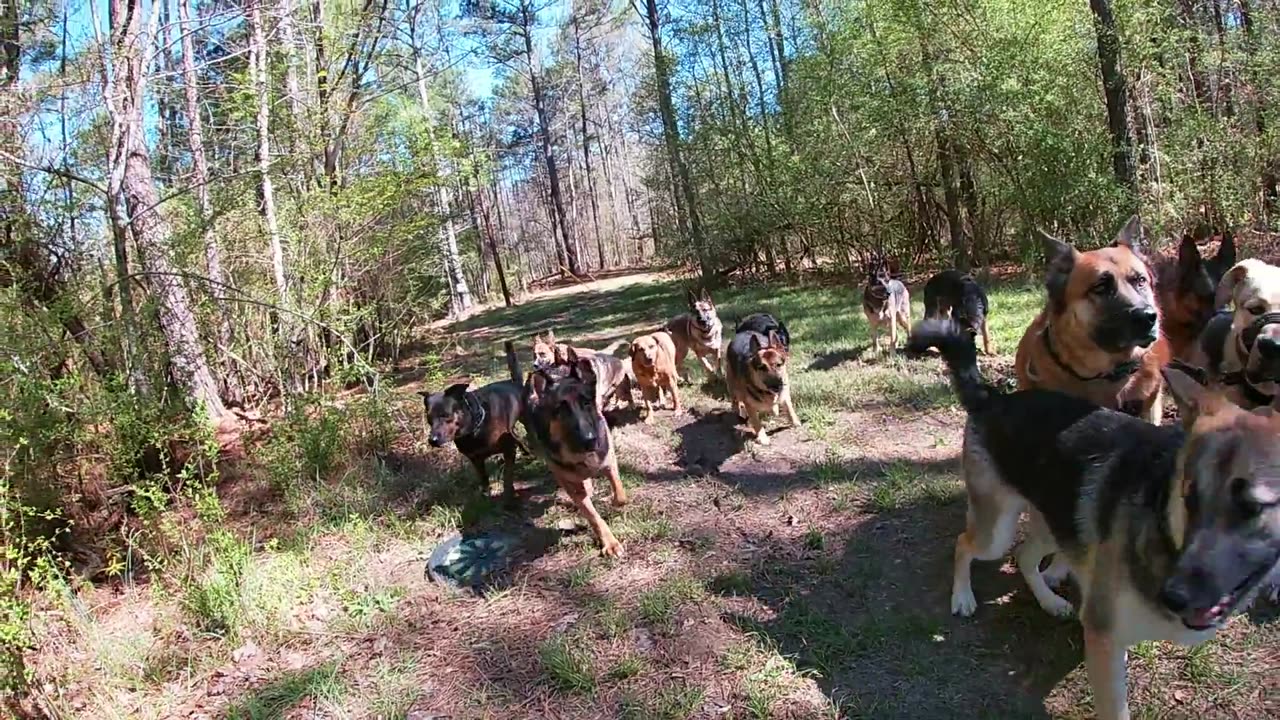 15 Shepherd Pack Walk Right Down the Street