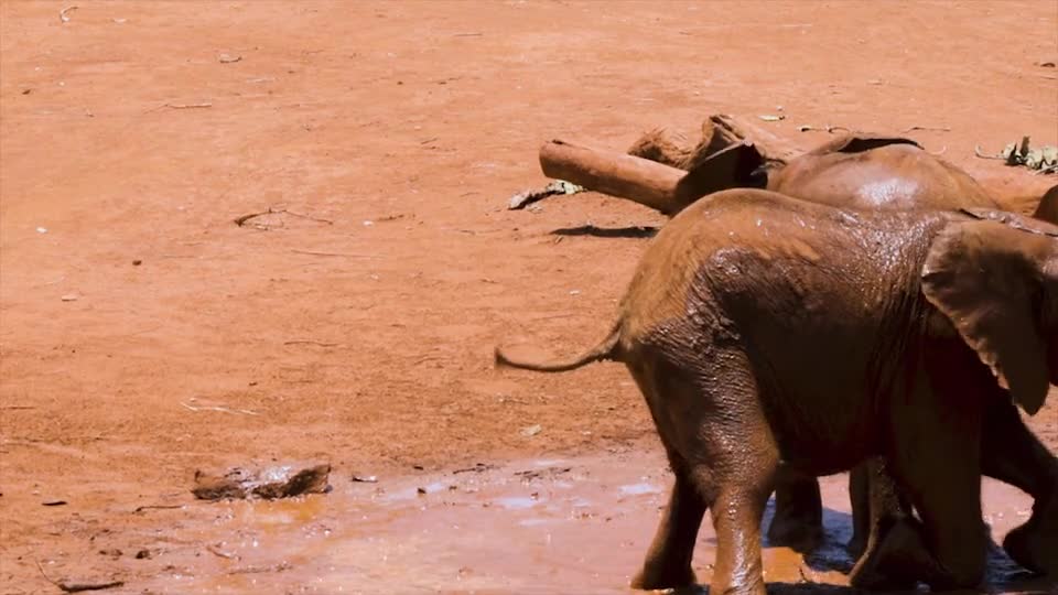 mother elephant helps her baby