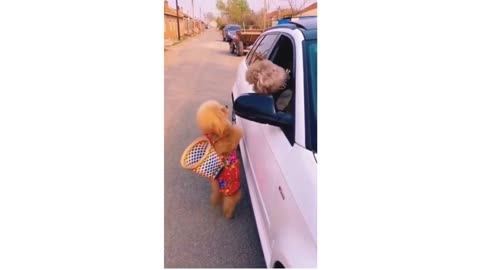 THESE DOGS ARE SOO CUTE.