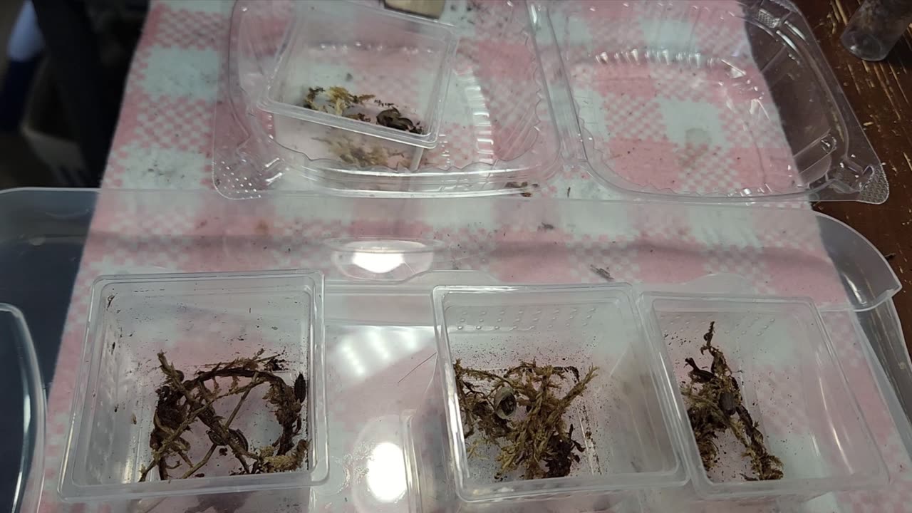 Wild Caught Philoscia Muscorum Isopods