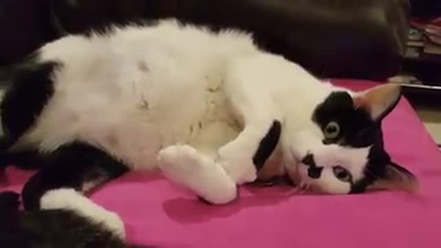 sweet kitten Trying to sleep but can't cause Too much light