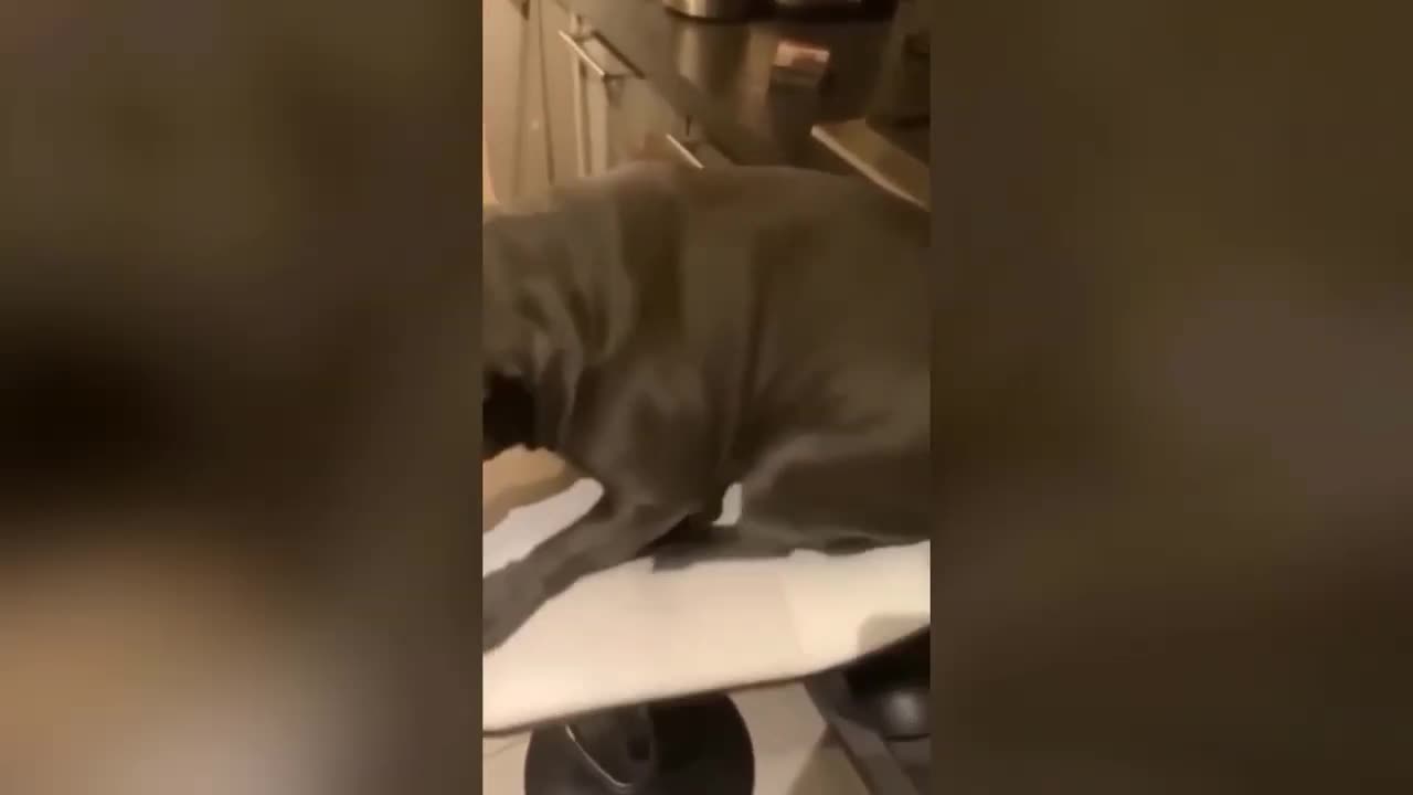 Funny Animal Videos 2024 🥰 - Funniest Dogs and Cats Videos 😁 Part 4
