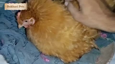 HENS ON KURK