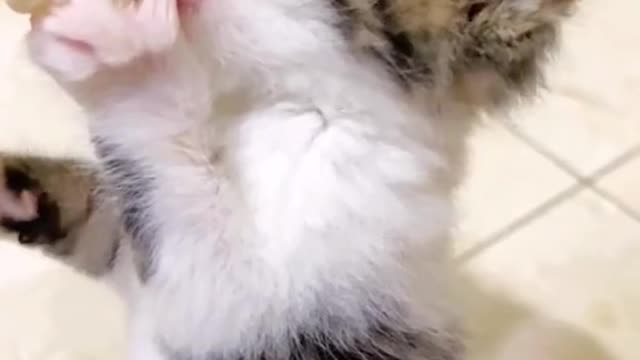 cuteeee 🥰#catsoftiktok #fyp #catmom #petsupplies #funny #cat #ketty #katzenvideos