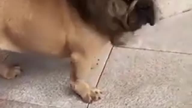 Funny dog video